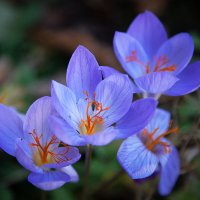 Крокусы. :: Лилия *