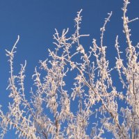 Зимнее кружево :: Алекс Бухаров