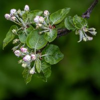 Яблоня :: Aleksey Afonin