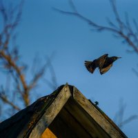 Мгновение взлёта :: Иван Литвинов