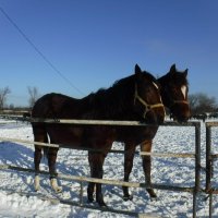 Грации на снежном просторе :: Елена Сухорученкова
