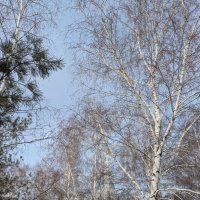 Весна :: Андрей Хлопонин