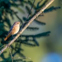 Горихвостка :: Владимир Лазарев
