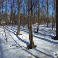 Март, которого жду целый год :: Андрей Лукьянов