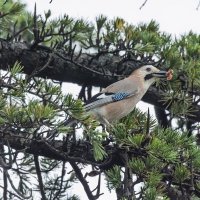 сойка :: юрий макаров