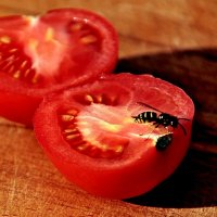 А ТЫ посадил рассаду помидоров...)) :: Владимир Хиль