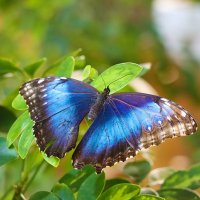 В парке бабочек :: Галина Ильясова