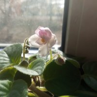 Фиалка :: Елена Семигина