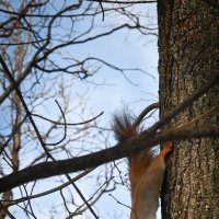 Из жизни белочек. Ульяновск.Парк Прибрежный. :: Александр Беляков