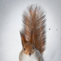 Из жизни белочек. Ульяновск.Парк Прибрежный. :: Александр Беляков