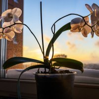 Орхидеи. :: Валерий Пославский