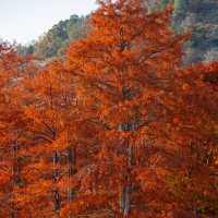 Осеннее пламя :: Ольга Косачова