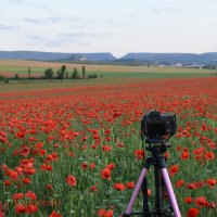 Природа Крыма :: Изумительная Космея