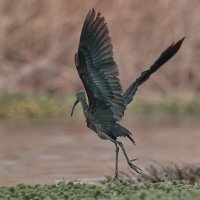 Каравайка :: Yudong Liu