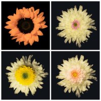 Цветочки :: Илья Шенгелия