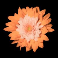 Цветочки :: Илья Шенгелия