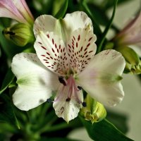 Альстромерия :: Светлана 