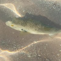 Красное море :: Ирэн 