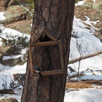 А вот и птички :: Владимир 