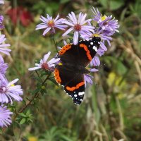 Осенние хлопоты :: Freddy 97