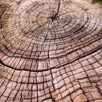 Линии жизни :: Алексей Бабицын