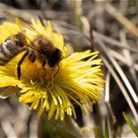 «Я не волшебник, я только учусь!» :: валерий 