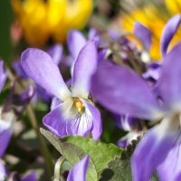 Полевые фиалки :: Татьяна Евдокимова