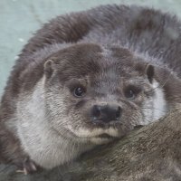 Выдра :: <<< Наташа >>>