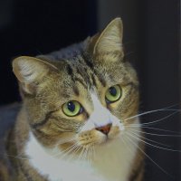 домашняя :: Andrey Bragin 