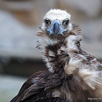 птица высокого полета :: Олег Лукьянов