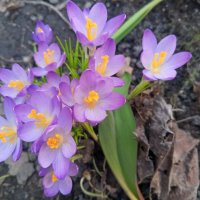 Крокус :: Сапсан 