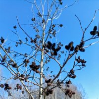 Весна, март :: Veera V