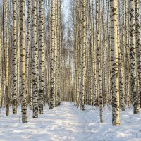 Утро :: Галина Новинская