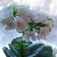 Соцветие каланхоэ. :: сергей ермошкин