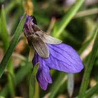 Фиалка :: Мариша 