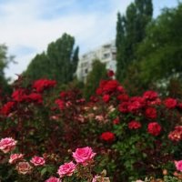 сентябрь и розы :: Елена Шаламова