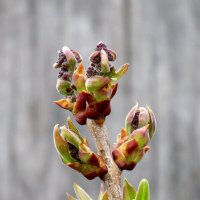 Пробуждение сирени. :: nadyasilyuk Вознюк