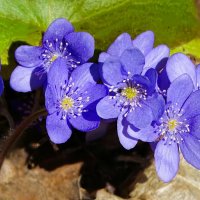 Весенние цветы (печёноцницы). :: Милешкин Владимир Алексеевич 