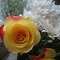 **** :: Елена Семигина