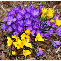 *** :: Aleksandr Gal