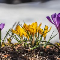 Разноцветье :: Игорь Шевченко