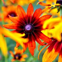 Глаз :: Сергей Сомихин