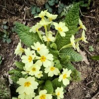 Первоцветы :: Сергей Б.