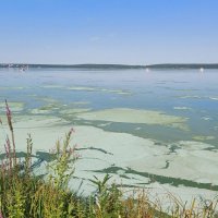 озеро цветет :: Елена Е