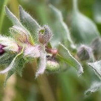 Нонея темно-бурая :: ZNatasha -