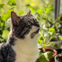 Ника :: Яна Горбунова