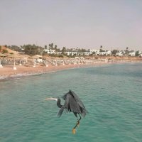 Египет. Красное море :: Ирэн 