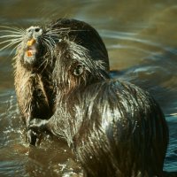 что то не поделили :: Александр Леонов