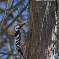 В весеннем лесу :: Валентин Котляров