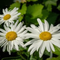 Садовые ромашки... :: Николай Гирш